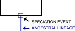 Speciation event and ancestral lineage