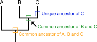 Phylogenetic tree showing unique and shared ancestors