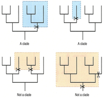 Examples of clades and non-clades