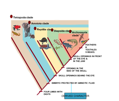Cladogram showing derived characters and clades