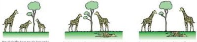 Natural selection illustrated with giraffes