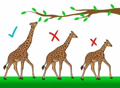 Natural selection: survival of the fittest