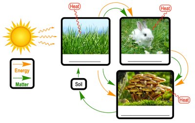 Energy flow in ecosystems: producers, consumers, decomposers