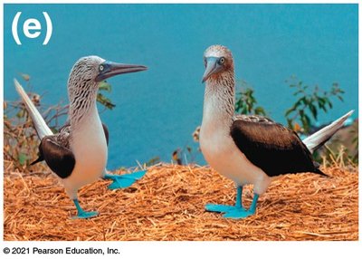Blue-footed boobies performing courtship display (behavioral isolation)