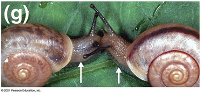 Snails with misaligned shells (mechanical isolation)