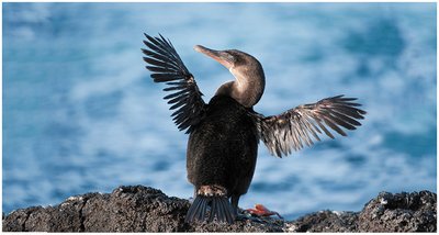 Flightless cormorant of the Galápagos