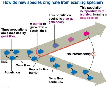 Diagram showing how new species originate from existing species through genetic divergence and reproductive isolation