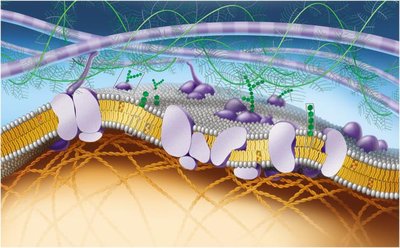 Diagram of the fluid mosaic model of the plasma membrane