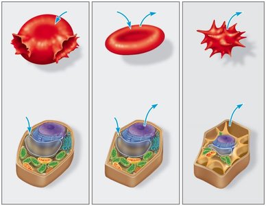 Diagram showing animal and plant cells in hypotonic, isotonic, and hypertonic solutions