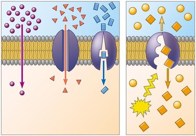 Diagram showing different types of membrane transport