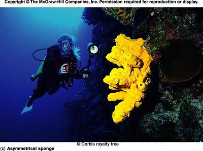 Asymmetrical sponge with diver