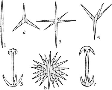 Various shapes of sponge spicules