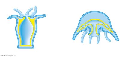 Diagram of polyp and medusa body forms