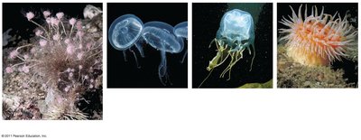 Photos of Hydrozoa, Scyphozoa, Cubozoa, Anthozoa