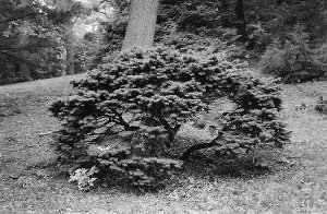 Douglas fir with bushy, lateral growth due to loss of apical dominance