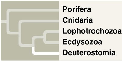 Major animal clades including Deuterostomia