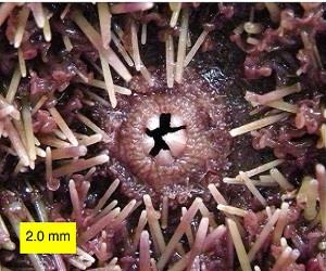 Sea urchin mouth (Echinoidea)