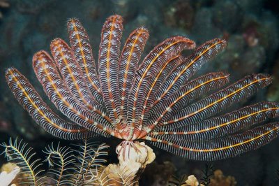 Feather star (Crinoidea)