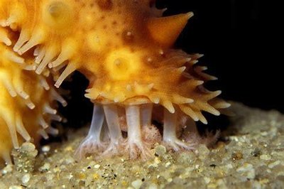 Sea cucumber tube feet (Holothuroidea)