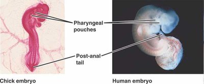 Chordate embryo features: pharyngeal pouches and post-anal tail