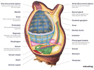 Tunicate anatomy (Urochordata)