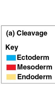 Cleavage key: Ectoderm, Mesoderm, Endoderm
