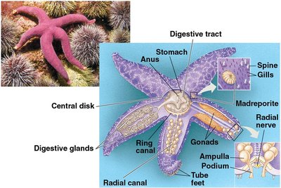 Anatomy of a sea star showing water vascular system and tube feet