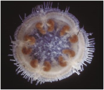 Sea daisy (Asteroidea)