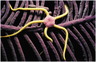 Brittle star (Ophiuroidea)