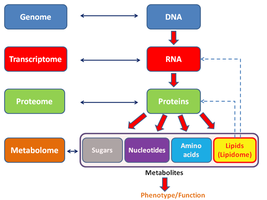 Genome, transcriptome, proteome, and metabolome relationships