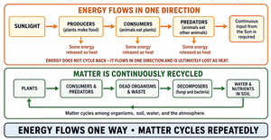 Energy flow and matter cycling in ecosystems