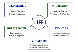 Diagram of five unifying themes of life