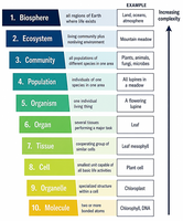 Hierarchy of biological organization