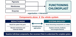 Reductionism vs. systems biology in chloroplast function