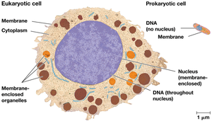 Comparison of eukaryotic and prokaryotic cells