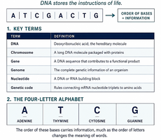 DNA key terms and four-letter alphabet