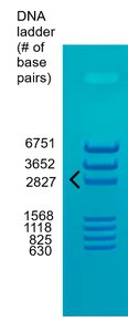 DNA ladder showing bands of different base pair sizes