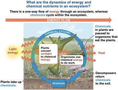 Diagram of energy flow and chemical cycling in an ecosystem