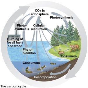 Diagram of the carbon cycle