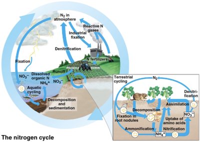 Diagram of the nitrogen cycle
