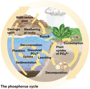Diagram of the phosphorus cycle