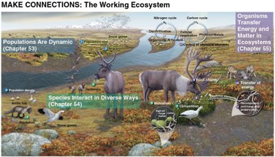 Diagram showing connections between ecosystem processes
