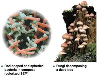 Rod-shaped and spherical bacteria in compost; fungi decomposing a dead tree