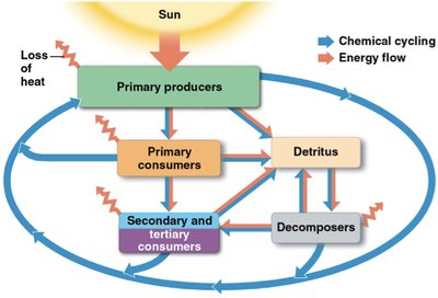 Diagram showing energy flow and chemical cycling through trophic levels