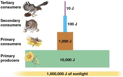 Energy pyramid showing energy transfer between trophic levels