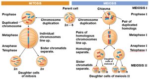 Comparison of mitosis and meiosis