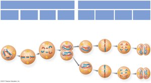 Comparison of meiosis I and II stages