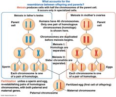 Diagram of meiosis in testes and ovaries, showing chromosome inheritance