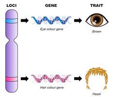 Diagram showing loci, gene, and trait relationships