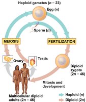 Diagram of human life cycle showing meiosis and fertilization